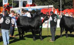 El Angus se prepara para una gran Expo Prado